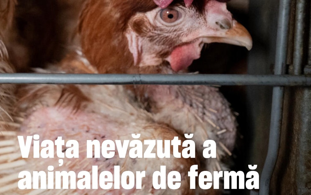 Viața nevăzută a animalelor de fermă: campanie ce expune suferința ascunsă din sistemele de creștere industrială