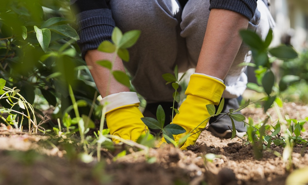 Programul În zona ta, parte din Platforma de mediu pentru București: se acceptă proiecte în ediția a 3-a