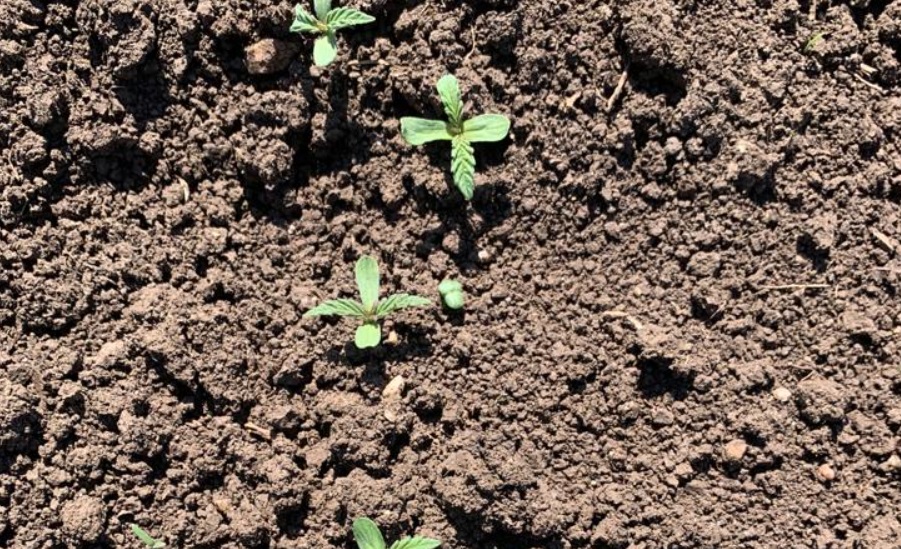 HempFlax, cultivator și procesator de cânepă, scoate la vânzare portofoliul agricol din România: aproape 800 de hectare